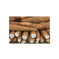 Low price Cassava for sale