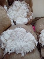 Available Bulk Raw Cotton