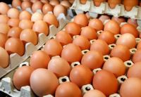 Brown And White Farm Fresh Chicken Eggs