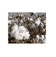 High Quality Bulk Raw Cotton