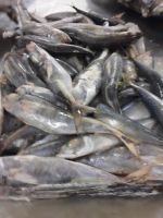 Horse Mackerel Atlantic