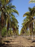 Dry Coconuts