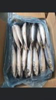 QUALITY FROZEN MACKEREL FISH  FOR SALE