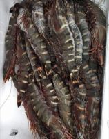 WHOLESALE FROZEN LOBSTER FOR SALE