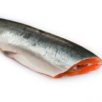 Fresh Salmon Fish / Salmon From Norway - 100% Export Quality Salmon Fish