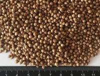 Coriander seeds