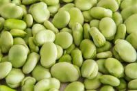 https://es.tradekey.com/product_view/Bulk-Lima-Beans-For-Sale-9496501.html