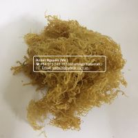 Dried Sea Moss - Premium 100% Natural - Fresh Irish Moss / Annet Nguyen +84 973 249 162 