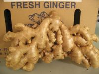 Fresh Ginger