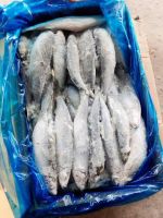 Frozen mackerel Fish for sale