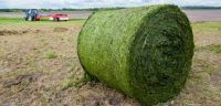 alfalfa hay for sale