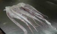 Whole tentacles Giant Squid