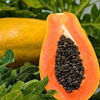  Fresh Papaya  Organic Papaya  For Sale  