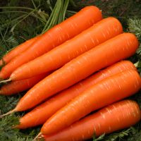 fresh carrot for sell 