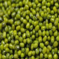 Green Mung Bean