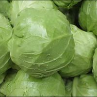 Fresh cabbage 
