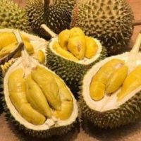 Fresh Durian