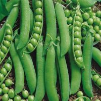 green pea seeds 