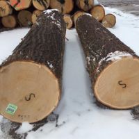 Oak Logs 