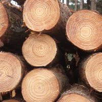 Pine logs