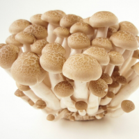 portobello mushrooms 