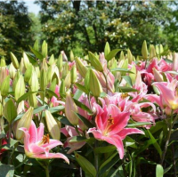 lily flowers 