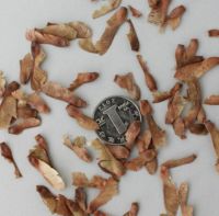 Plants Red Maple Seeds