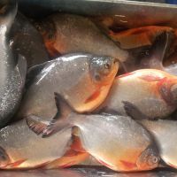 Frozen Red Pacu Fish 