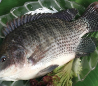 Frozen Tilapia 