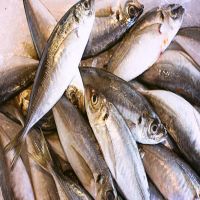 Frozen Kingfish