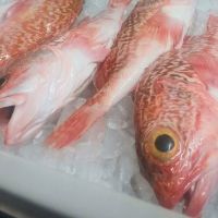 Red Porgy Fish