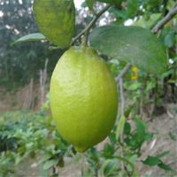 limon tree seeds