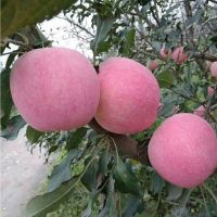 seeds/Apple fruit seeds 