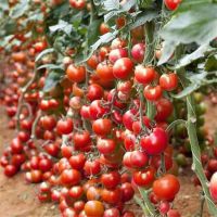 Tomato Seeds 