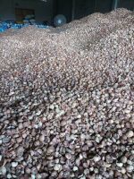 High Quality Betel Nut Dried Whole (80-85%) From Indonesia