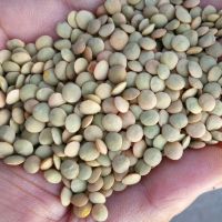 https://www.tradekey.com/product_view/100-Mature-Canadian-Red-Lentils-Green-Lentils-For-Sale-9479899.html