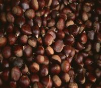 Organic Fresh Bulk Chestnuts For Sale