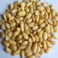 Pine Nuts, Best Quality Pine Nuts, Top Pine Nuts 
