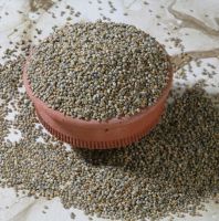 Natural Raw Green Millet / Yellow Millet / Human Consumption and Animal Feeds 