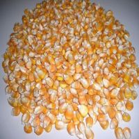 Yellow and White Corn For Sale 