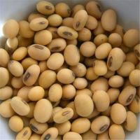 Human Consumption IQF Edamame soya bean, soybean/ Roasted Soya Beans/ fresh soybeans. 