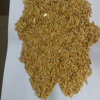 Animal Feed Barley