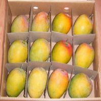 Wholesale Fresh Mango / Alphonso Mango Fruit / Mango Pulp