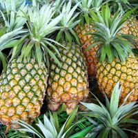 FRESH DELICIOUS PINEAPPLE/ORGANIC FRESH PINEAPPLES