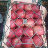 FRESH FUJI APPLES / ROYAL GALA APPLES / GOLDEN APPLES