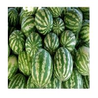 Watermelon Natural Royal Fresh Watermelon Fruit For Sale Fresh Water Melon