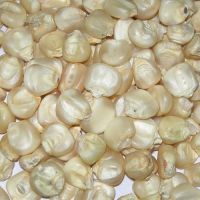 Bulk ORGANIC WHITE MAIZE / Corn