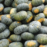 FRESH ORGANIC PUMPKIN HIGH QUALITY BEST PRICE 