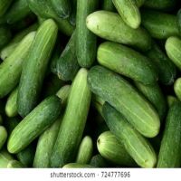 Fresh Cucumber/ Fresh Vegetable Cucumber 