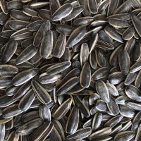 Sunflower Seeds Sunflower Seeds Specification 5009 363 361